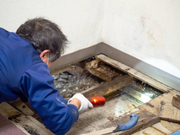 Mold Removal Process in Bismarck, MO