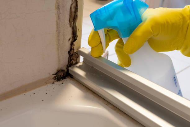Best Attic Mold Removal  in Bismarck, MO