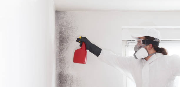Best Certified Mold Removal  in Bismarck, MO