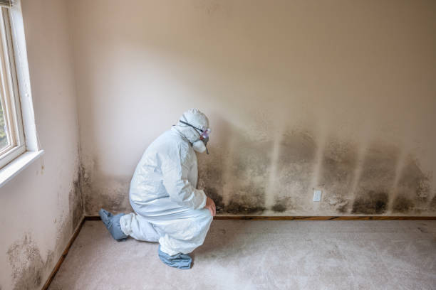 Best Mold Testing and Removal  in Bismarck, MO