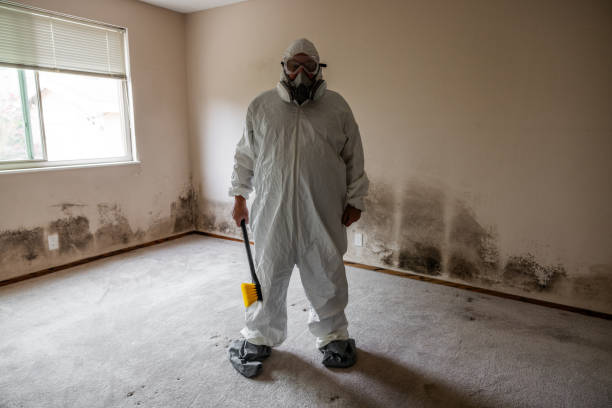 Best Mold Removal Process  in Bismarck, MO
