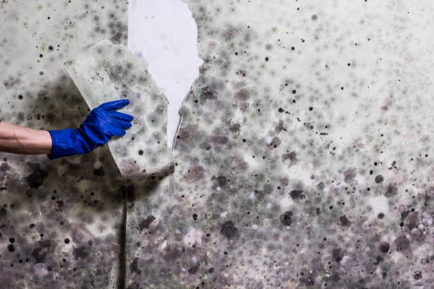 Best Home Mold Removal  in Bismarck, MO