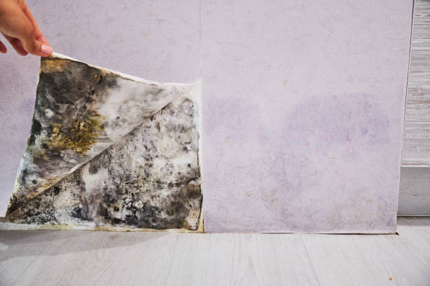 Best Mold Testing  in Bismarck, MO